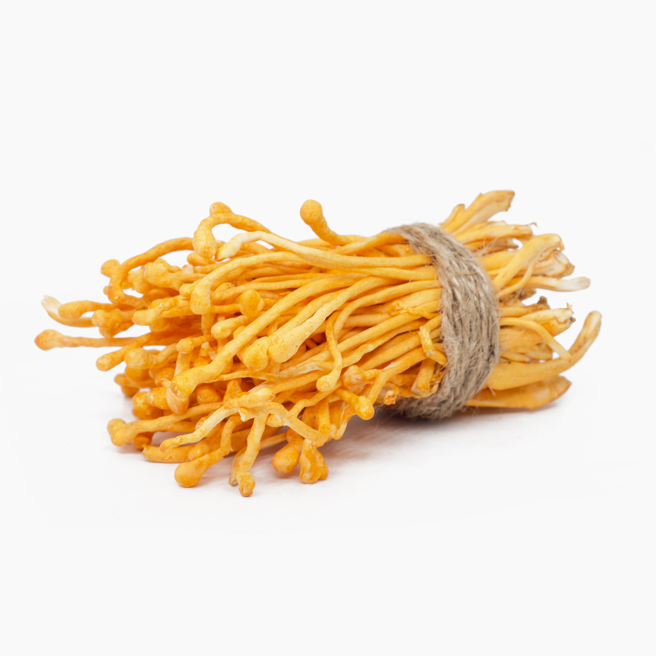 cordyceps produkt